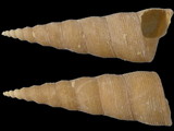 Turritella decipiens