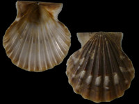 Variation317557
