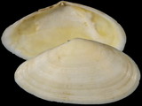 Variation217560