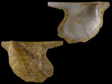 Variation117573