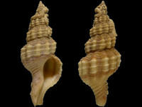Variation217576