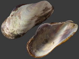 Modiolus philippinarum