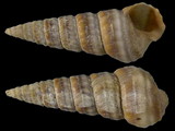 Pirenella conica