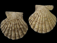 Variation217582