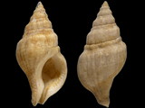 Variation217587