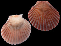 Haumea minuta