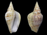 Variation21770