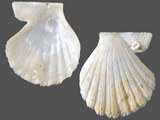 Variation417718