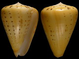 Conus betulinus