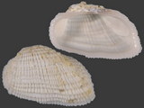 Variation217770