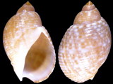 Tonna maculosa