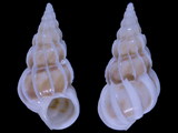 Variation117853