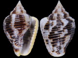 Columbella mercatoria