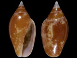 Nitidella nitida