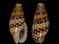 Mitrella ocellata