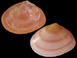 Variation317873
