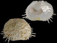 Spondylus echinatus