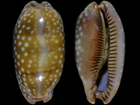 Cypraea cervinetta