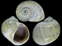 Notocochlis chemnitzii