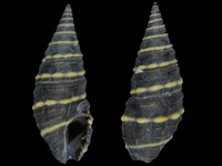 Zonulispira zonulata