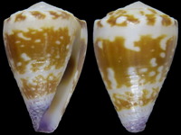 Conus nux