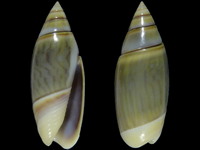 Olivella volutella