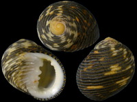 Variation317927