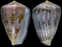 Conus purpurascens