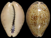 Cypraea robertsi