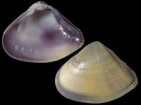 Variation117939