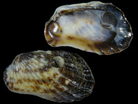 Carditamera affinis