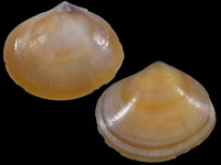 Heterodonax pacificus