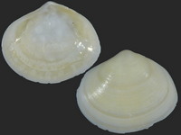 Variation217942