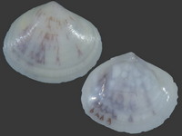 Variation317943