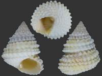 Variation217952