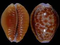 Cypraea helvola