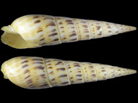 Variation317973