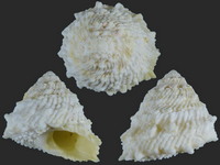 Variation318009