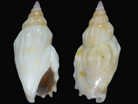 Variation418010