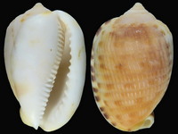 Variation218013