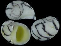Variation218014