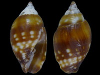 Variation118031