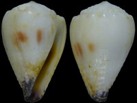 Variation418033