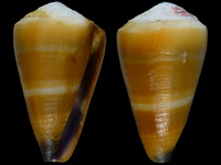 Conus flavidus