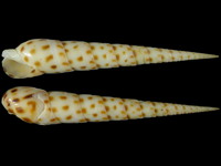 Variation318042
