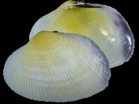 Variation318044