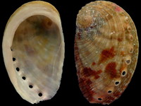 Variation418048