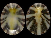 Variation418134