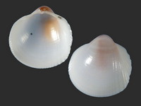 Variation218155