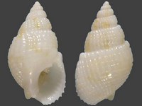 Variation118167